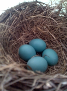 The real-deal robin's egg blue! (Thanks to Dad for snapping this beauty from our front-porch nest).