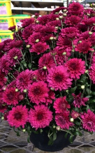 These purple mums were calling my name.